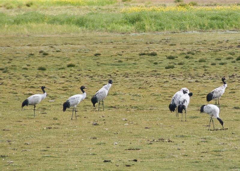 Black Necked Cranes.jpg